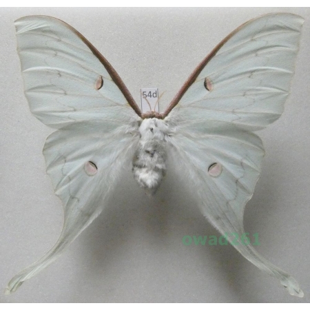 Actias sinensis (Walker, 1855) female ex. ovo Taiwan 97mm54d